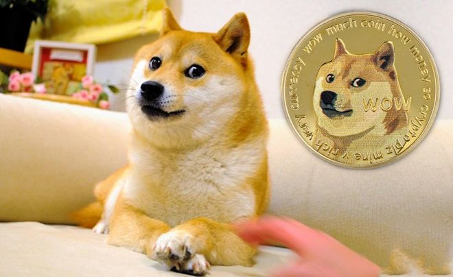 Hình ảnh chú chó Shiba Inu vui nhộn